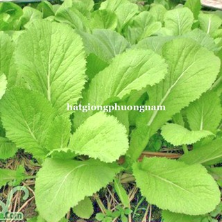 1 Kg - Hạt Giống Cải Xanh Phương Nam
