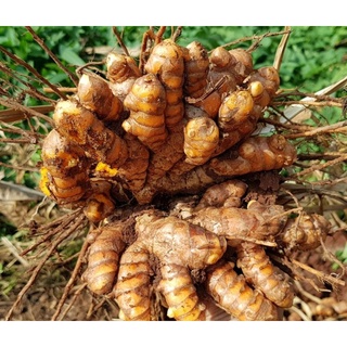 500gr củ nghệ vàng tươi nhà trồng Đak Lak