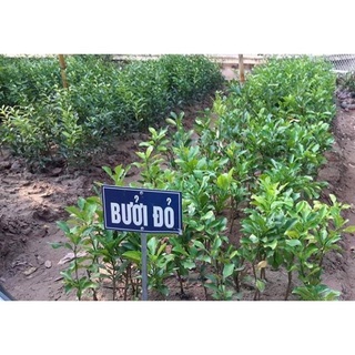 Cây Bưởi Đỏ Tân Lạc Vỏ Vàng Ruột Đỏ Siêu Trái .
