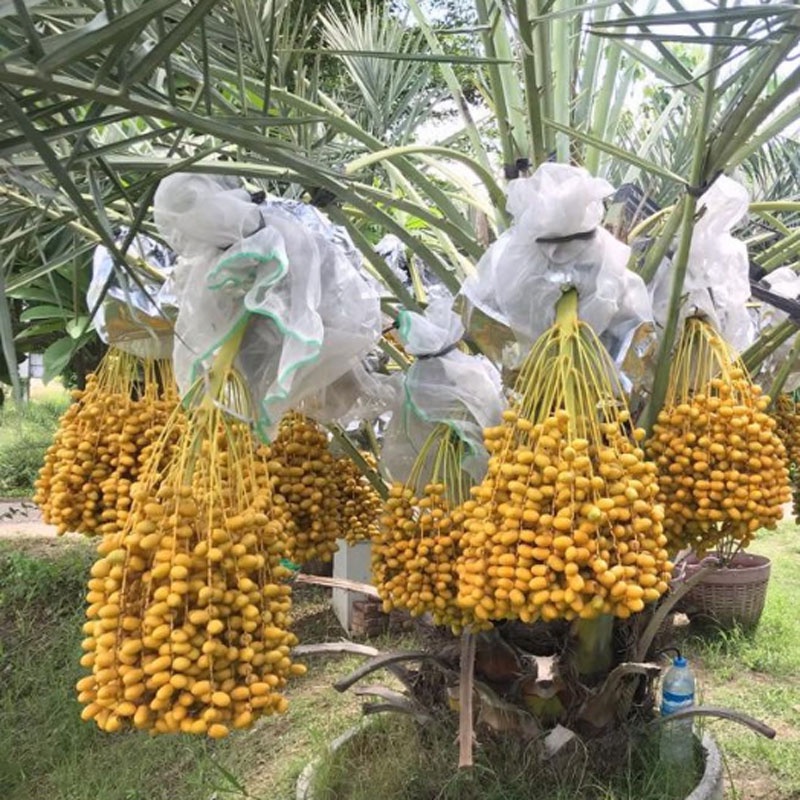 Cây Chà Là Trung Đông (Cây cao 30 - 40cm)