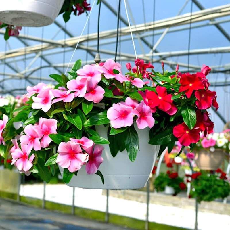 💥100 hạt giống hoa dừa cạn nhiều màu💕 lâu năm cực dễ trồng💕 chất lượng cao