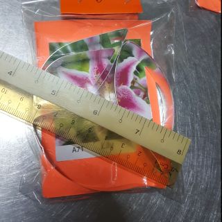 Khuôn cắt hoa lily_ size trung