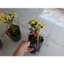 Cây Xương Rồng Bát Tiên (Vàng) - Cây cảnh mini