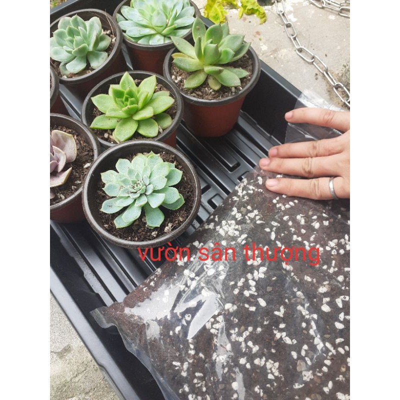 Đất Trồng Sen Đá, Xương Rông Nguyên Liệu Cao Cấp Tự Trộn Gói 200g