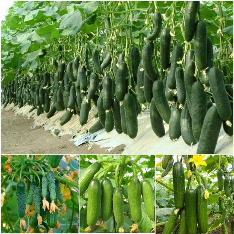 💥hạt giống  dưa chuột chùm baby f1 Mỹ xịn xò ⭐Siêu Quả 💞 Ăn Cực Dòn Ngon chất lượng cao