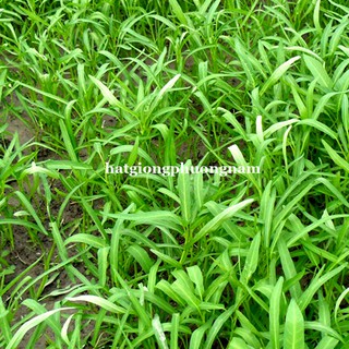 1 Kg - Hạt Giống Rau Muống Lá Tre Phương Nam