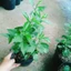 Hoa dâm bụt trắng (giống mới) - cây cảnh để bàn