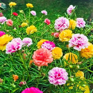 🌟1000 HẠT GIỐNG HOA MƯỜI GIỜ KÉP NHIỀU MẦU🌟BÔNG TO CÁNH KÉP CỰC KỲ ĐẸP