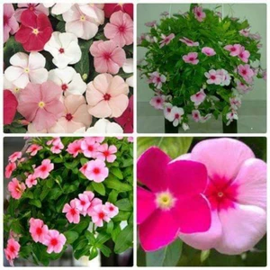 💥100 hạt giống hoa dừa cạn nhiều màu💕 lâu năm cực dễ trồng💕 chất lượng cao