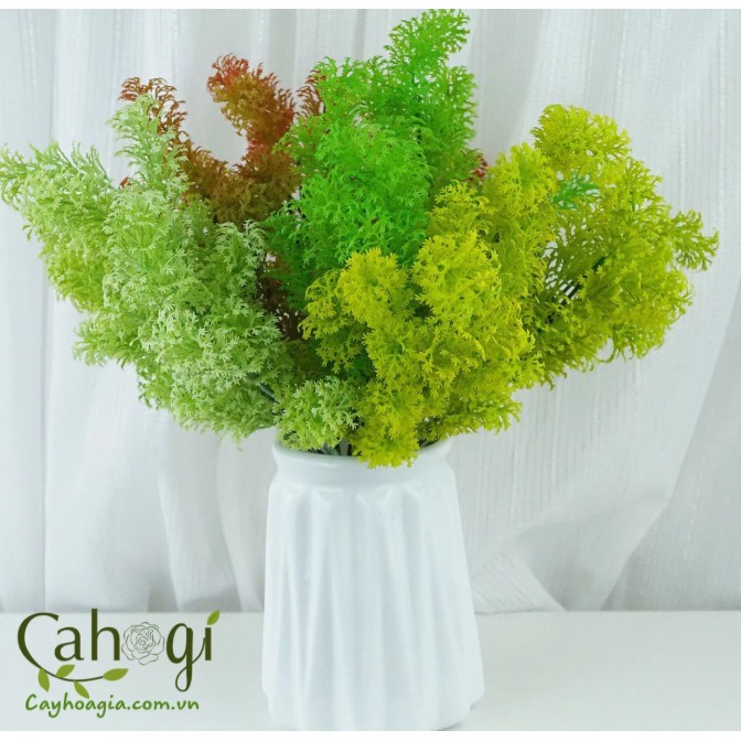 Cây Trang Trí - Cây Rong Biển La Hán | Shopee Việt Nam