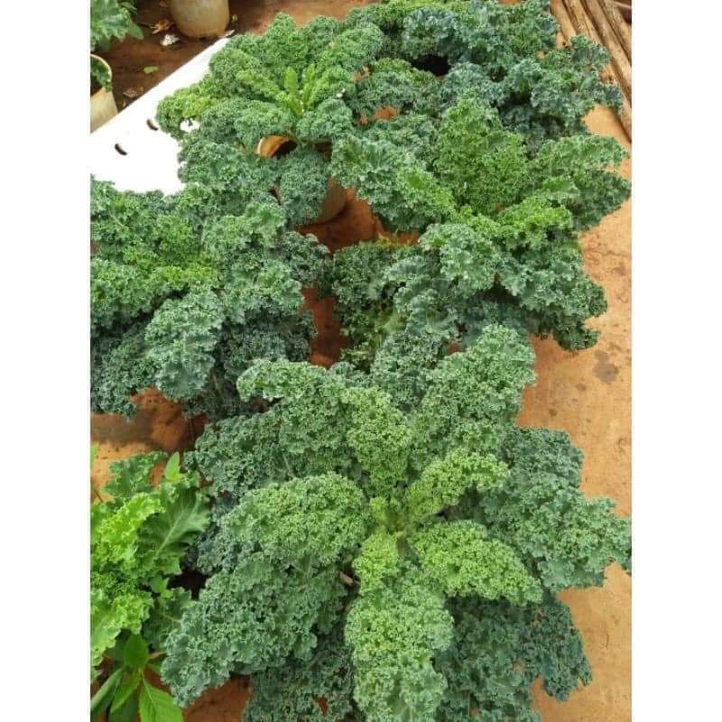 Hạt Giống Cải Xoăn ( Cải Kale Xanh Nhập Mỹ 150 hạt giống) 💥SALE LỚN💥 chất lượng cao