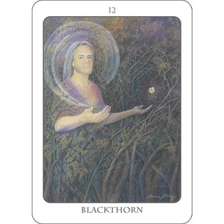 Bộ Bài Tree Angel Oracle (Mystic House Tarot Shop) - Bài Gốc Authentic Chính Hãng 100%