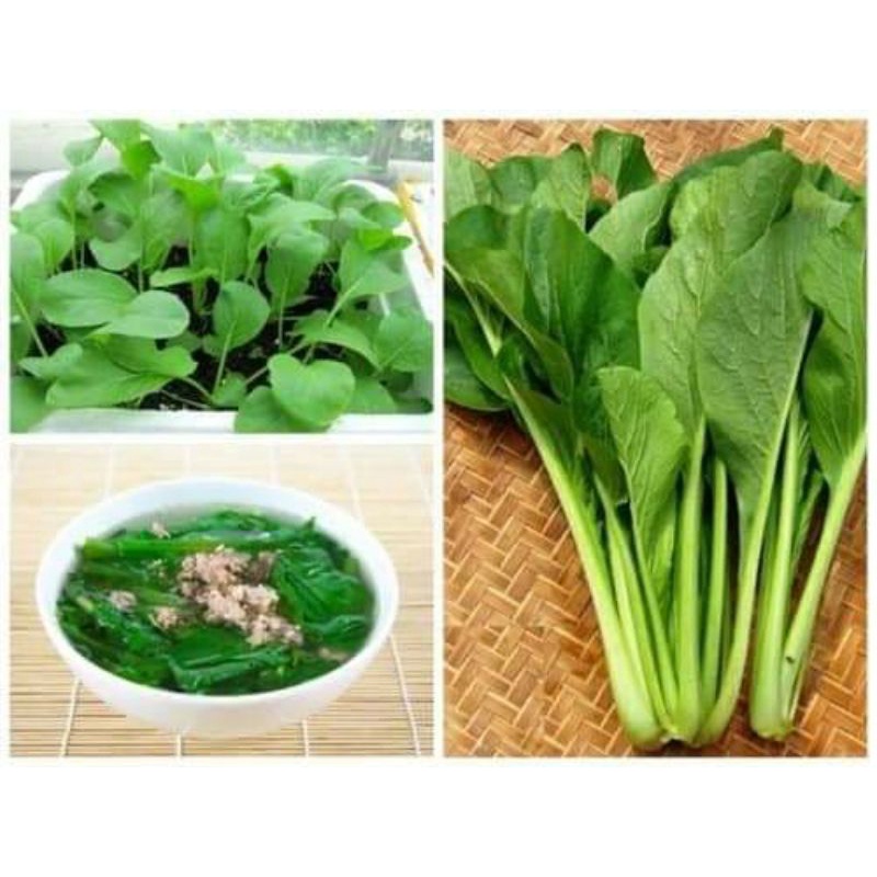 10 gam hạt giống cả ngọt lá lớn f1 💥💥Sale Lớn💥💥 chất lượng cao