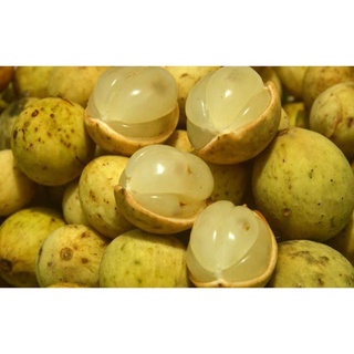 Cây Bòn Bon Thái Quả Vàng .
