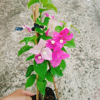 Cây Hoa Giấy 2 Màu - hoa giấy Cao Bồi - cây cảnh để bàn