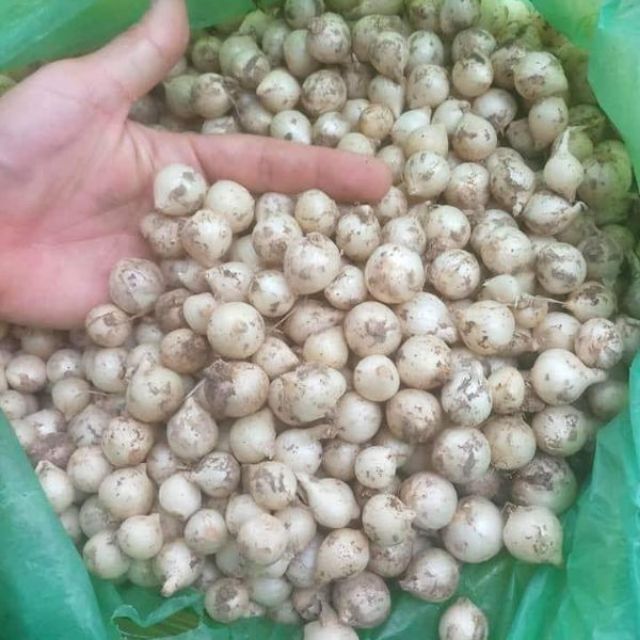 1kg hành tăm ( củ nén) củ đều mẩy chắc Nghệ An | Shopee Việt Nam