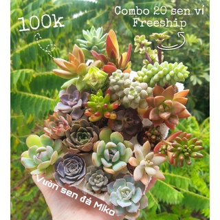 COMBO 20 CÂY 20 LOẠI SEN VỈ size 3-5cm MẦM NẮNG GARDEN lỗi 1 đền 1