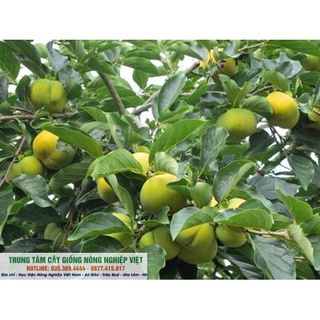 Cây Giống Hồng Giòn Đà Lạt Vỏ Mỏng Tanh .