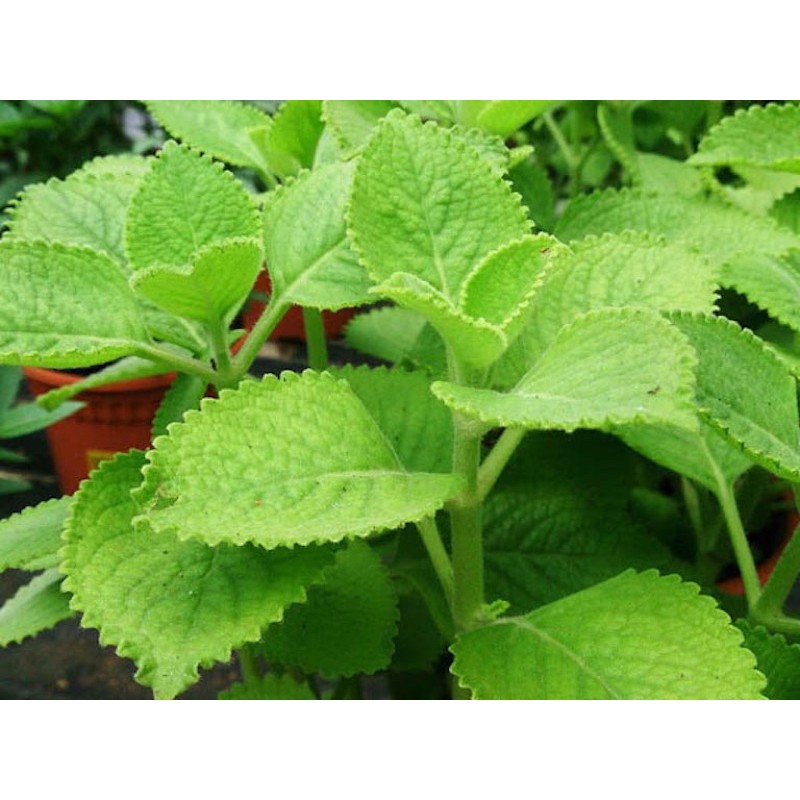 Chậu cây tần dày lá húng chanh vườn nhà trồng tươi sạch và an toàn