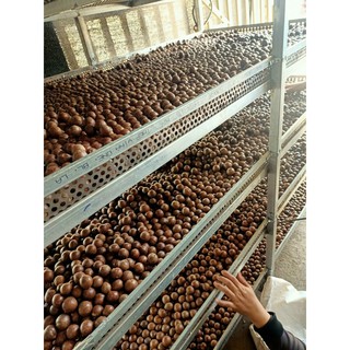 [Macca vụ mới] Nhân macca mắc ca sạch đã tách vỏ Đak Lak sấy chín Famiyumifarm
