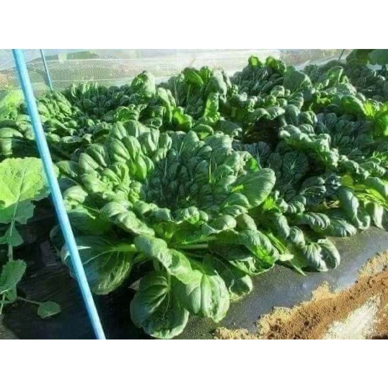 200 hạt giống cải hoa hồng f1 nhập khẩu 💥SALE LỚN💥 chất lượng cao