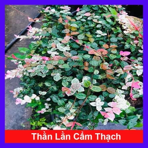 Cây thằn lằn cẩm thạch ( cây thằn lằn leo tường )