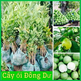 Cây ổi đông dư quả nhỏ rất thơm ra quả quanh năm ( ảnh thật hình cuối) .