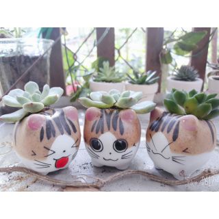 Chậu sứ sen đá mèo xinh