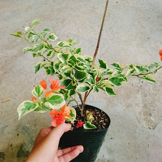 Cây hoa giấy cẩm thạch (màu cam) - cây cảnh để bàn