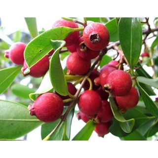 Cây ổi tím độc lạ cao 60-90 cm trồng làm cảnh (ảnh thật hình cuối) .