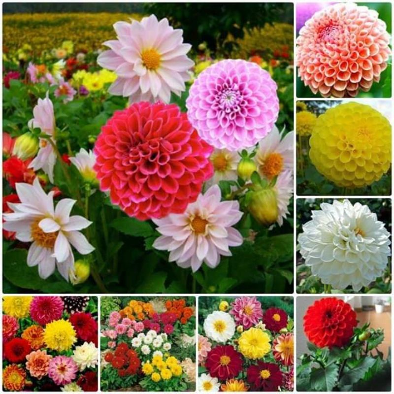 hạt giống hoa thược dược mix màu f1  ❤️ Siêu Xinh❤️ hoa quanh năm