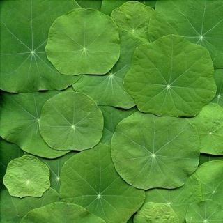 yenzin88