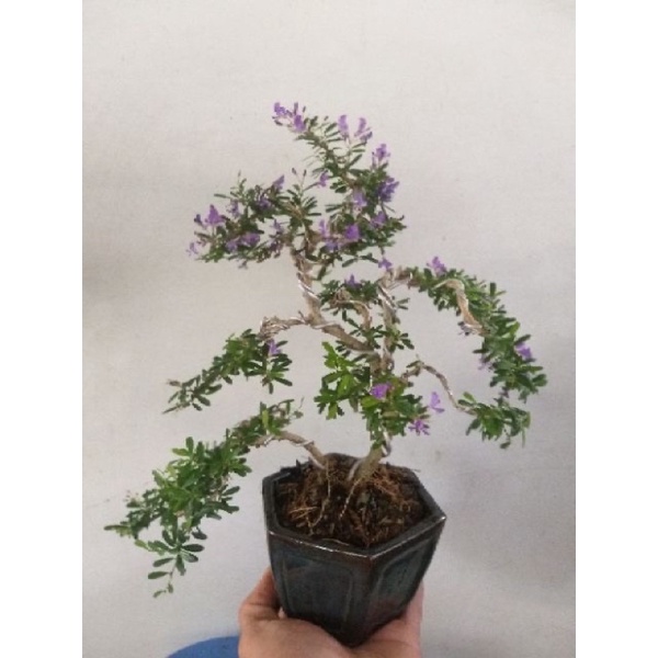 Cây Linh Sam Bonsai mini ( để bàn ) | Shopee Việt Nam