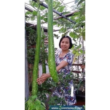 1gam hạt giống bầu quê trái dài khổng lồ💥 Nảy Mầm Cực đỉnh💥 lên dàn to dài rất đã