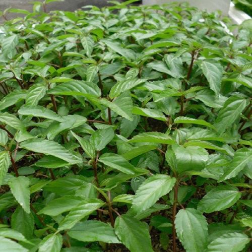 🍀Hạt Giống Rau Đay Đỏ F1 Cao Sản🍀 Giống Kháng Bệnh Sinh Trưởng Khỏe [ NONG TRAI XANH ]