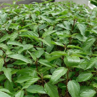 Hạt Giống Rau Đay Đỏ, dễ trồng, dễ chăm,sinh trưởng khoẻ - 20 gam