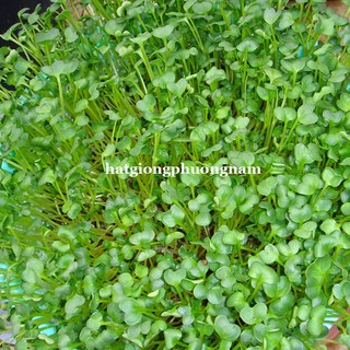 Hạt Giống Mầm Củ Cải Trắng Phương Nam