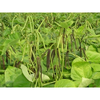 Đậu xanh - đỗ xanh  tróc vỏ thuần chủng không biến đổi gen 500gr HCM