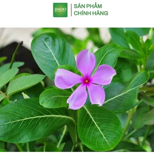 Cây dừa cạn khô thượng hạng JINDO 1kg tốt cho sức khỏe