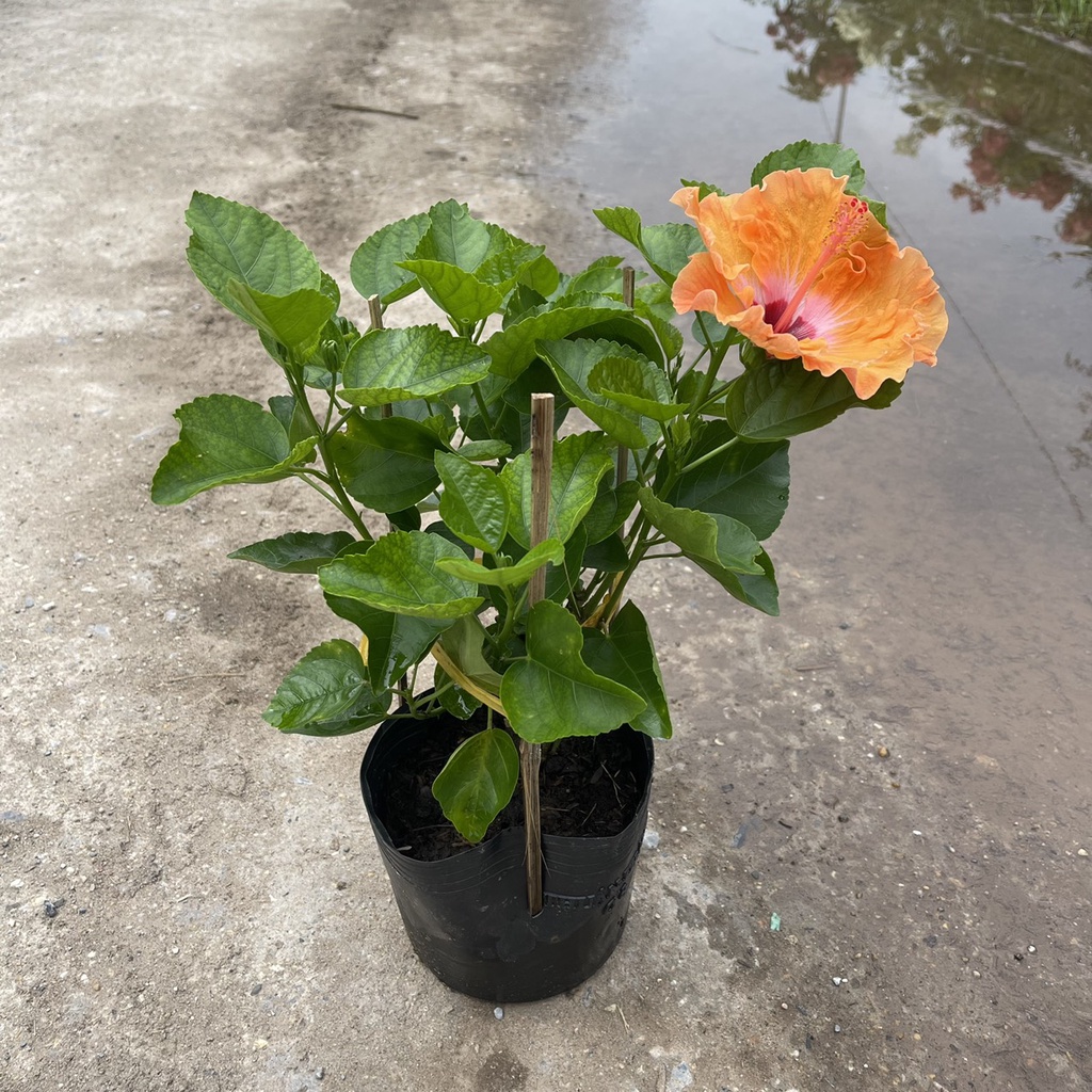 Cây hoa râm bụt thái nhiều màu chiều cao 35-40cm màu sắc hoa bắt mắt ra ...