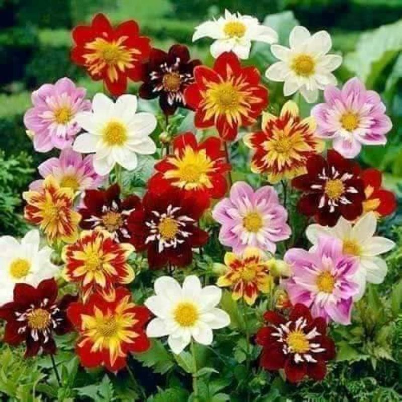 hạt giống hoa thược dược mix màu f1  ❤️ Siêu Xinh❤️ hoa quanh năm