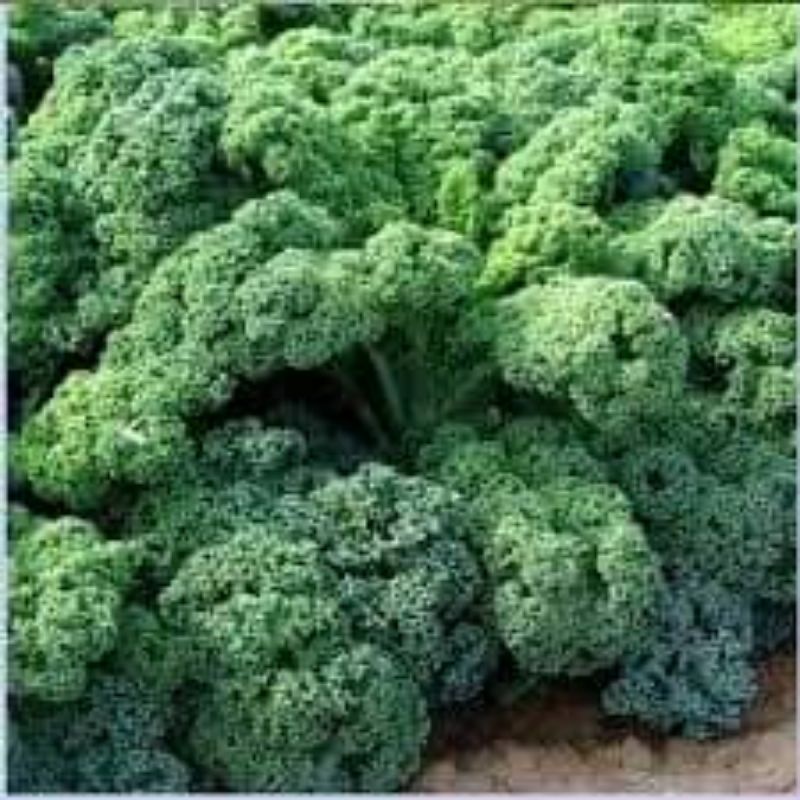 Hạt Giống Cải Xoăn ( Cải Kale Xanh Nhập Mỹ 150 hạt giống) 💥SALE LỚN💥 chất lượng cao