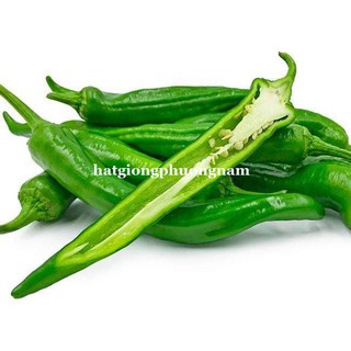 5 Hạt - Hạt Giống Ớt Sừng Ngọt Hàn Quốc Phương Nam
