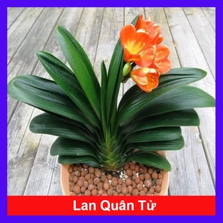 Cây lan quân tử - cây cảnh để bàn