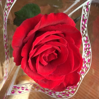 manhcuong251190