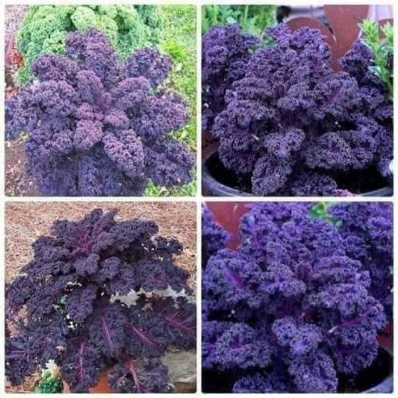 Hạt Giống Cải Kale Màu Tím f1 Mỹ💥SALE LỚN💥 nảy mầm cực đỉnh