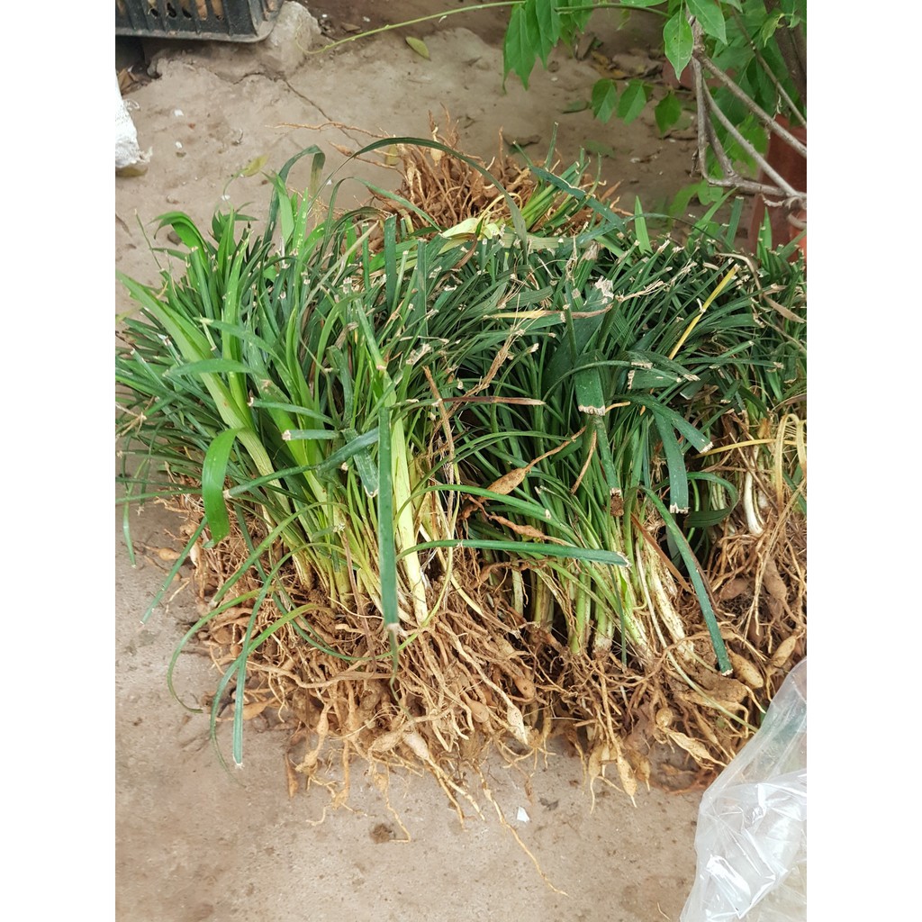 Củ mạch môn 1kg tác dụng hỗ trợ ho, v_iêm phế quản, huyết áp thấp