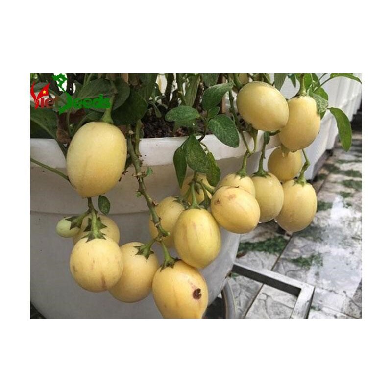 🌟Hạt Giống Dưa PEPINO F1🌟 Hạt Giống Độc Lạ Ăn Siêu Ngon [ NONG TRAI XANH ]