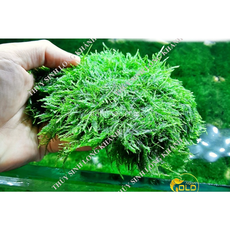 Cây Thủy Sinh Rêu Spinky (Vỉ) - Phụ kiện thủy sinh GIÁ RẺ AQUAGOLD ...
