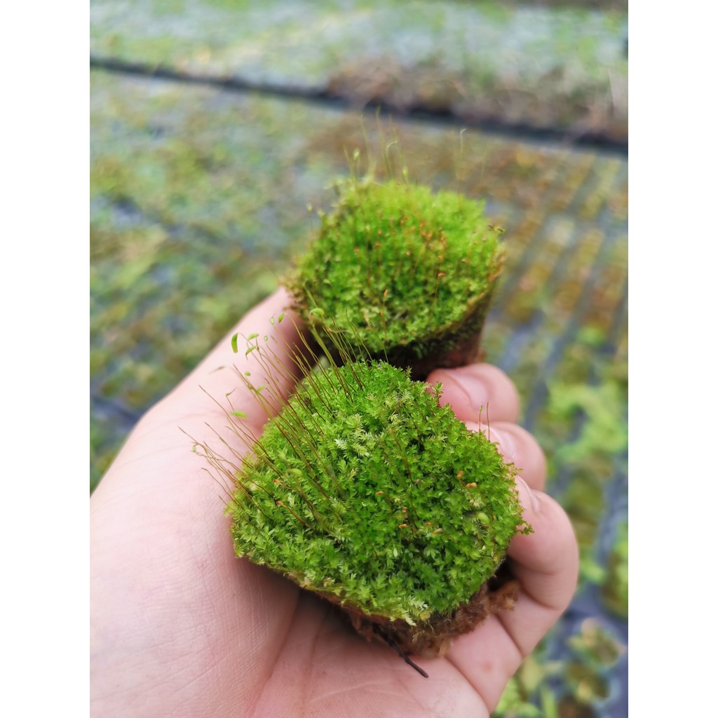 rêu phủ bể cảnh, cây cảnh rêu trâu tự nhiên | Shopee Việt Nam